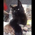 Maine coon kitten Boomer video 1