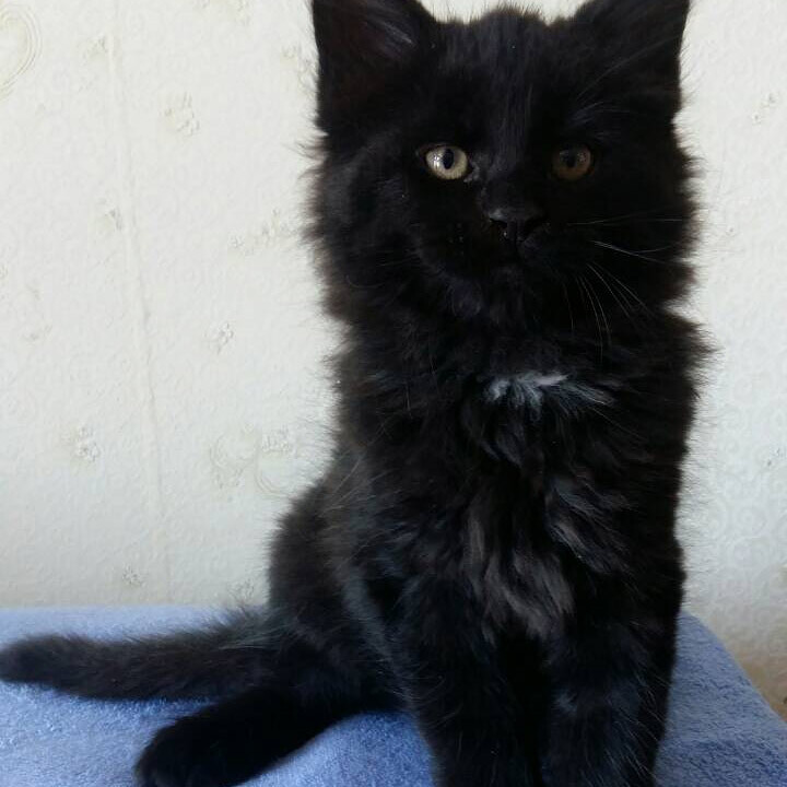 Maine Coon kitten Borman StarPaws, color n 09, litter B, 23.12.2017