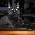 Maine Coon kitten Borman StarPaws, color n 09, litter B, 23.12.2017