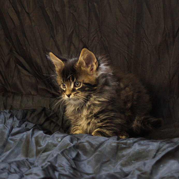 Maine Coon kitten Buslik StarPaws, color n 22, litter B, 23.12.2017