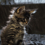 Maine Coon kitten Buslik StarPaws, color n 22, litter B, 23.12.2017