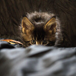 Maine Coon kitten Buslik StarPaws, color n 22, litter B, 23.12.2017