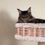 Maine Coon kitten Buslik StarPaws, color n 22, litter B, 23.12.2017