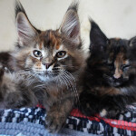 Maine Coon kittens StarPaws, litter B, 23.12.2017
