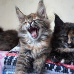 Maine Coon kittens StarPaws, litter B, 23.12.2017