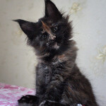 Maine Coon kittens StarPaws, litter B, 23.12.2017