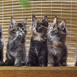 Maine Coon kittens StarPaws, litter B, 23.12.2017