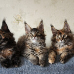 Maine Coon kittens StarPaws, litter B, 23.12.2017