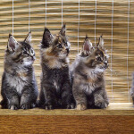 Maine Coon kittens StarPaws, litter B, 23.12.2017
