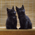 Maine Coon kittens StarPaws, litter B, 23.12.2017