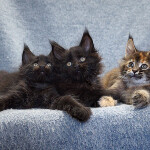 Maine Coon kittens StarPaws, litter B, 23.12.2017