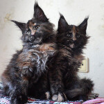 Maine Coon kittens StarPaws, litter B, 23.12.2017