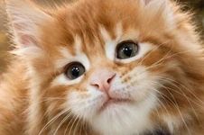 Maine Coon kitten Badi StarPaws, color ds 22, litter B1, 07.12.2022