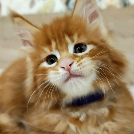 Maine Coon kitten Badi StarPaws, color ds 22, litter B1, 07.12.2022
