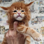 Maine Coon kitten Badi StarPaws, color ds 22, litter B1, 07.12.2022