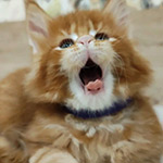 Maine Coon kitten Badi StarPaws, color ds 22, litter B1, 07.12.2022