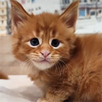 Maine coon kitten Badi video 1