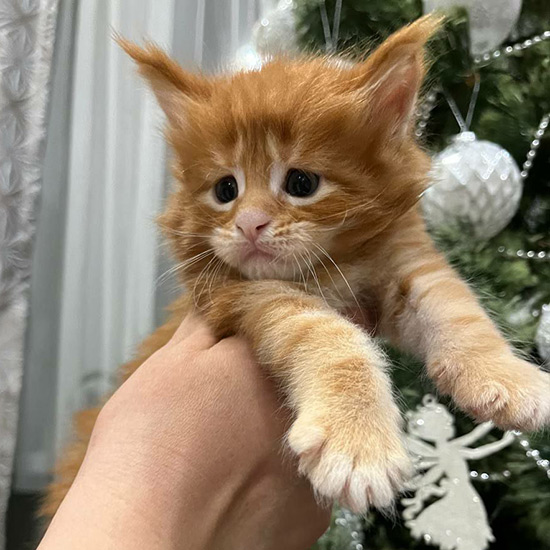 Maine Coon kitten Bart StarPaws, color ds 22, litter B1, 07.12.2022