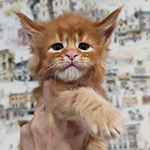 Maine Coon kitten Bart StarPaws, color ds 22, litter B1, 07.12.2022
