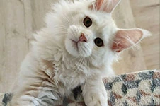 Maine Coon kitten Beckham StarPaws, color ds 22, litter B1, 07.12.2022