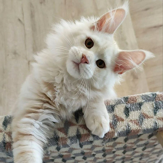 Maine Coon kitten Beckham StarPaws, color ds 22, litter B1, 07.12.2022