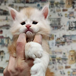 Maine Coon kitten Beckham StarPaws, color ds 22, litter B1, 07.12.2022