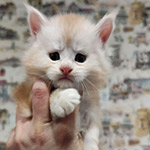 Maine Coon kitten Beckham StarPaws, color ds 22, litter B1, 07.12.2022