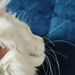 Maine Coon kitten Beckham StarPaws, color ds 22, litter B1, 07.12.2022