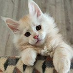 Maine Coon kitten Beckham StarPaws, color ds 22, litter B1, 07.12.2022
