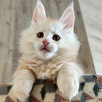 Maine Coon kitten Beckham StarPaws, color ds 22, litter B1, 07.12.2022