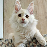 Maine Coon kitten Beckham StarPaws, color ds 22, litter B1, 07.12.2022