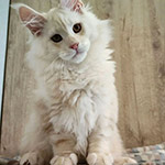 Maine Coon kitten Beckham StarPaws, color ds 22, litter B1, 07.12.2022