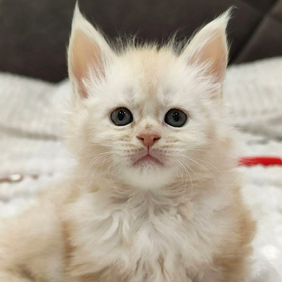 Maine Coon kitten Bella StarPaws, color es, litter B1, 07.12.2022