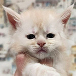 Maine Coon kitten Bella StarPaws, color es, litter B1, 07.12.2022