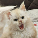 Maine Coon kitten Bella StarPaws, color es, litter B1, 07.12.2022