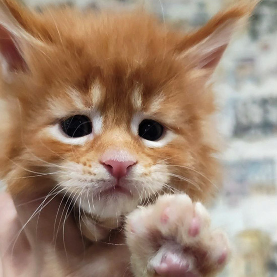 Maine Coon kitten Betti StarPaws, color ds 22, litter B1, 07.12.2022