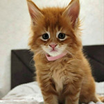 Maine Coon kitten Betti StarPaws, color ds 22, litter B1, 07.12.2022
