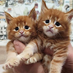 Maine Coon kittens StarPaws, litter B1, 07.12.2022
