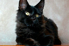 Maine Coon kitten Casper StarPaws, color n, litter C, 26.07.2018