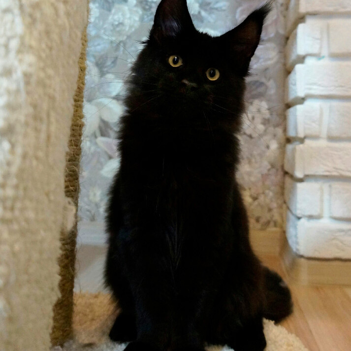 Maine Coon kitten Casper StarPaws, color n, litter C, 26.07.2018