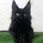 Maine Coon kitten Casper StarPaws, color n, litter C, 26.07.2018