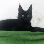 Maine Coon kitten Casper StarPaws, color n, litter C, 26.07.2018