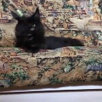 Maine coon kitten Casper video 1