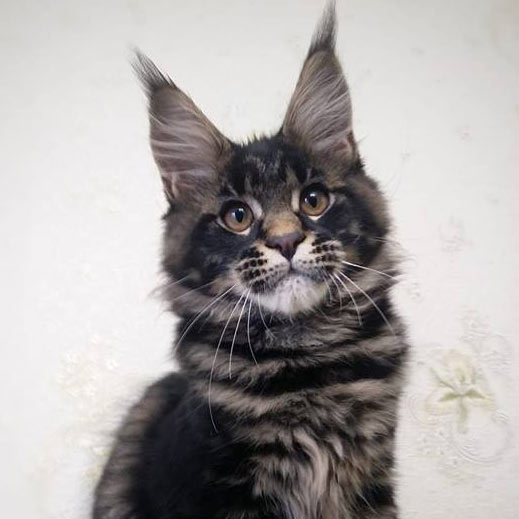 Maine Coon kitten Churchill StarPaws, color n 22, litter C, 26.07.2018