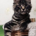 Maine Coon kitten Churchill StarPaws, color n 22, litter C, 26.07.2018