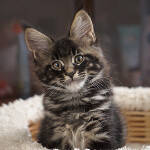 Maine Coon kitten Churchill StarPaws, color n 22, litter C, 26.07.2018