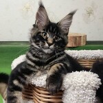 Maine Coon kitten Churchill StarPaws, color n 22, litter C, 26.07.2018