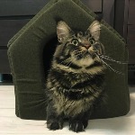 Maine Coon kitten Churchill StarPaws, color n 22, litter C, 26.07.2018