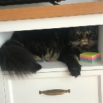 Maine Coon kitten Churchill StarPaws, color n 22, litter C, 26.07.2018