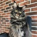 Maine Coon kitten Churchill StarPaws, color n 22, litter C, 26.07.2018